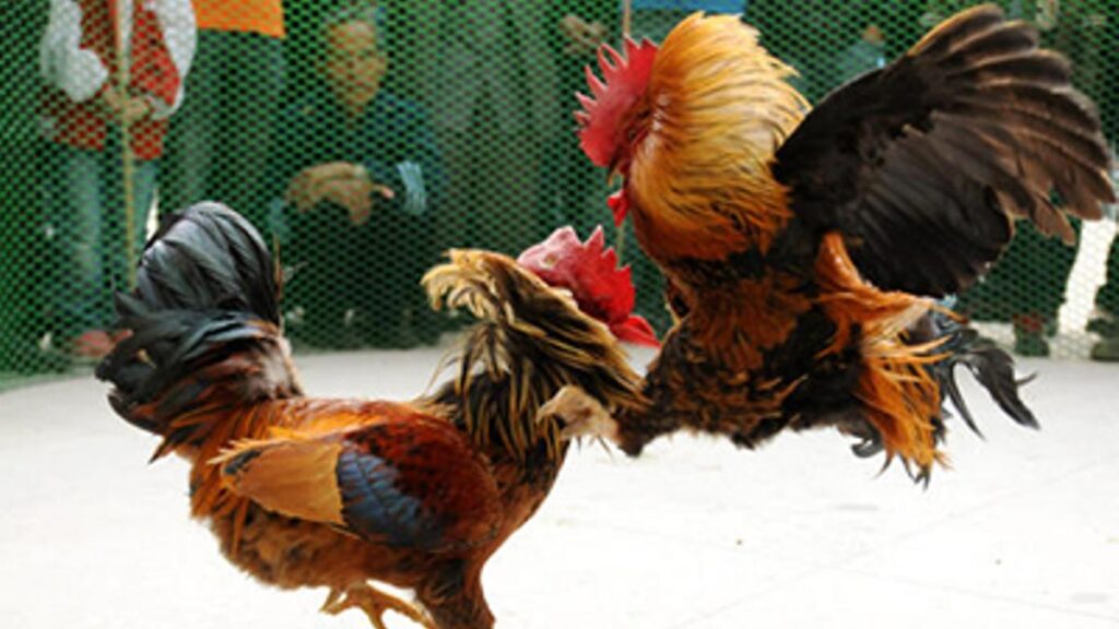Sabung Ayam Online Aman & Terpercaya